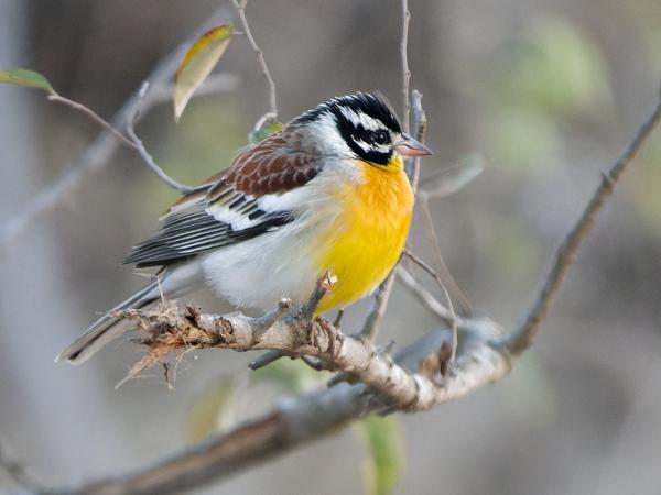 <h3>Emberiza flaviventris / Golden‑breasted bunting / Acaciagors</h3>OM-1 Mark II with OLYMPUS M.150-400mm F4.5, 1/1600 sec at F4.5, ISO 10000, distance 9.89 m